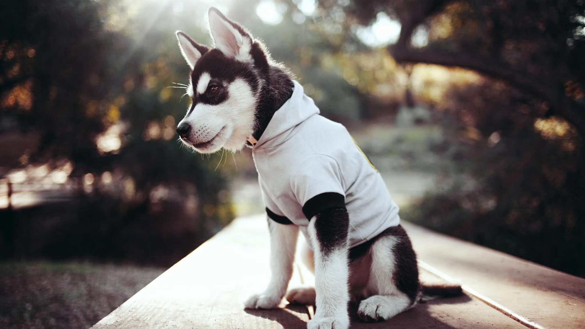 “胡利安·门德斯的突破性表现，为阿根廷美洲狮队增添新力量”