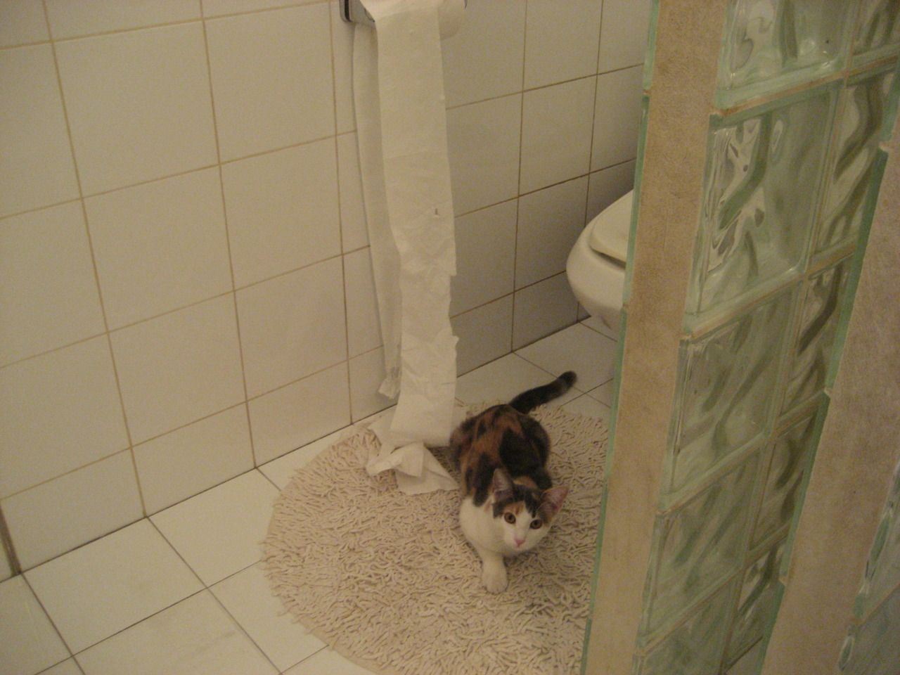 全国青少年体育竞赛信息平台正式上线试运行,全国青少年体育比赛