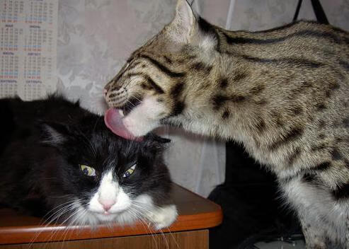 地方篮协启动少年篮球观察计划储备优秀后备力量，篮球观察记录