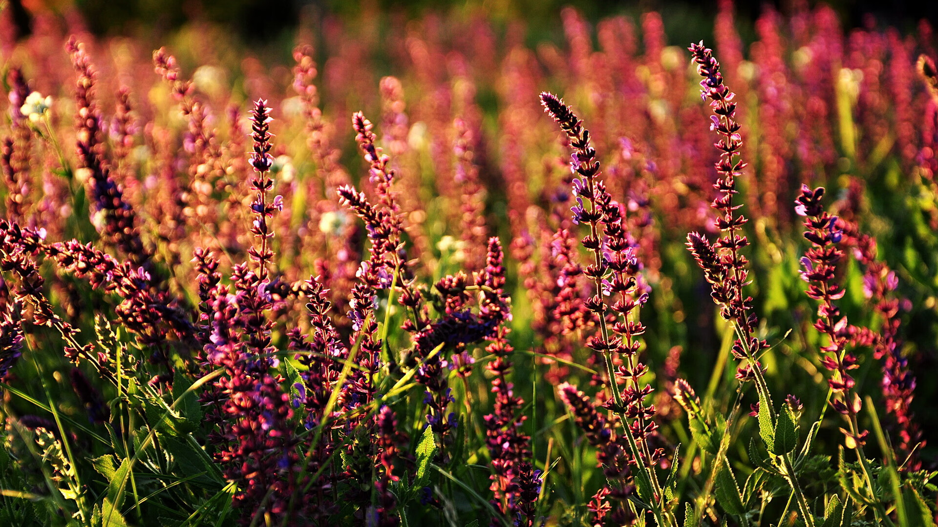 大卫·波波维奇稳扎稳打掌控比赛节奏，大卫波尔