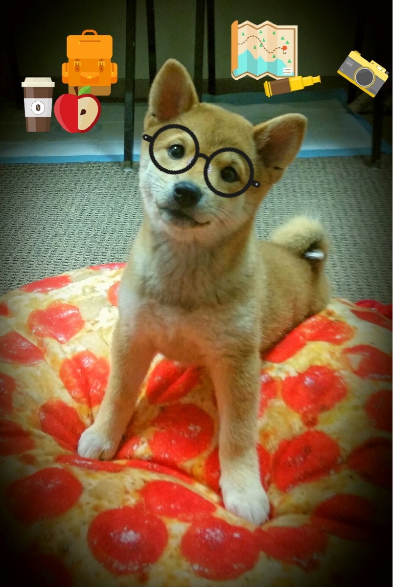 德甲攻守转换:节奏快,精彩无限!,新赛季德甲用球