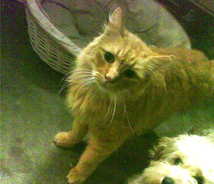 普里戈达短蛙爆发力引起关注