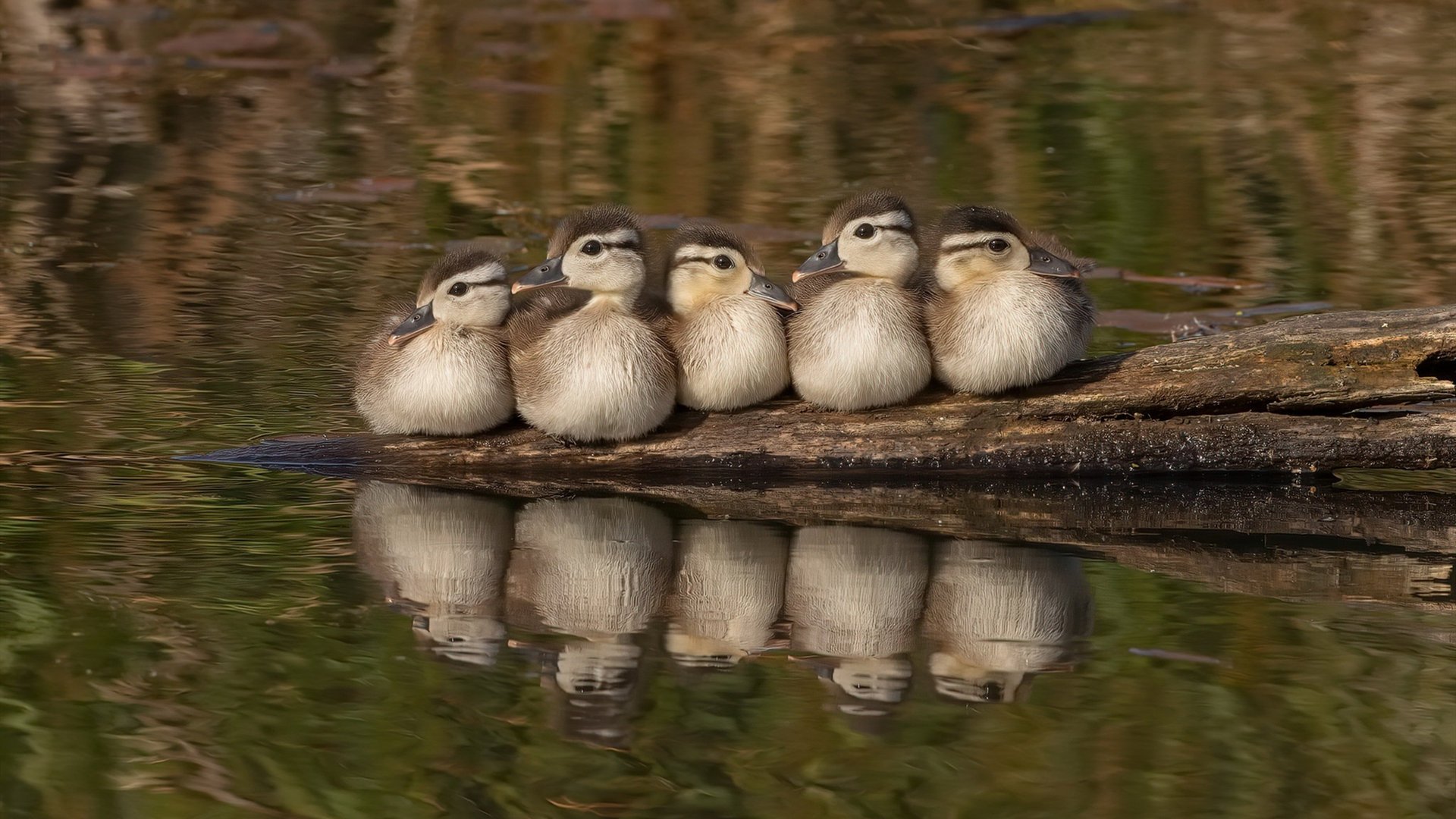 澳大利亚橄榄球迎来政策支持高潮,澳大利亚橄榄球比赛时间