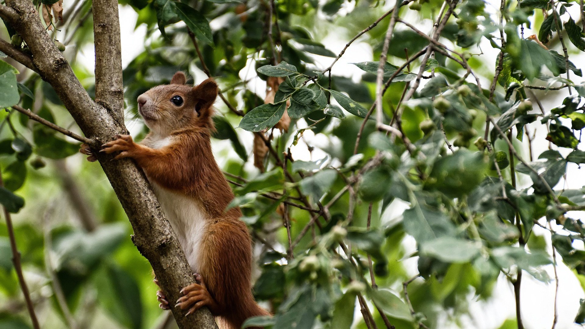 职业联赛打造数字化赛事分析系统推动智能管理，数字化体育赛事