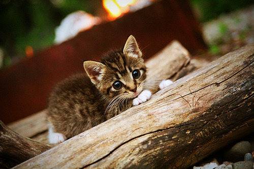 英格兰女队连胜记录刷新历史,英格兰队比赛记录